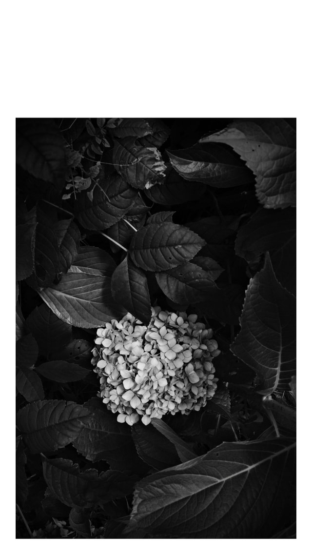 Fleur